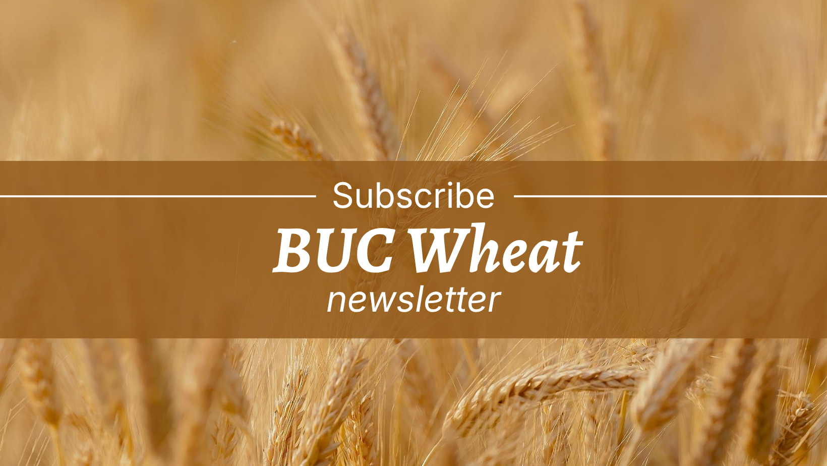 A field of wheat with the text "Subscribe BUC Wheat newsletter"