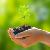 Cupped hands holding a tiny but growing bright green plant 